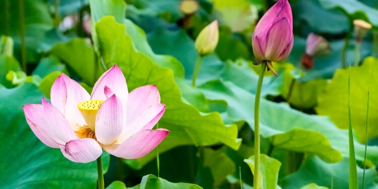 小满